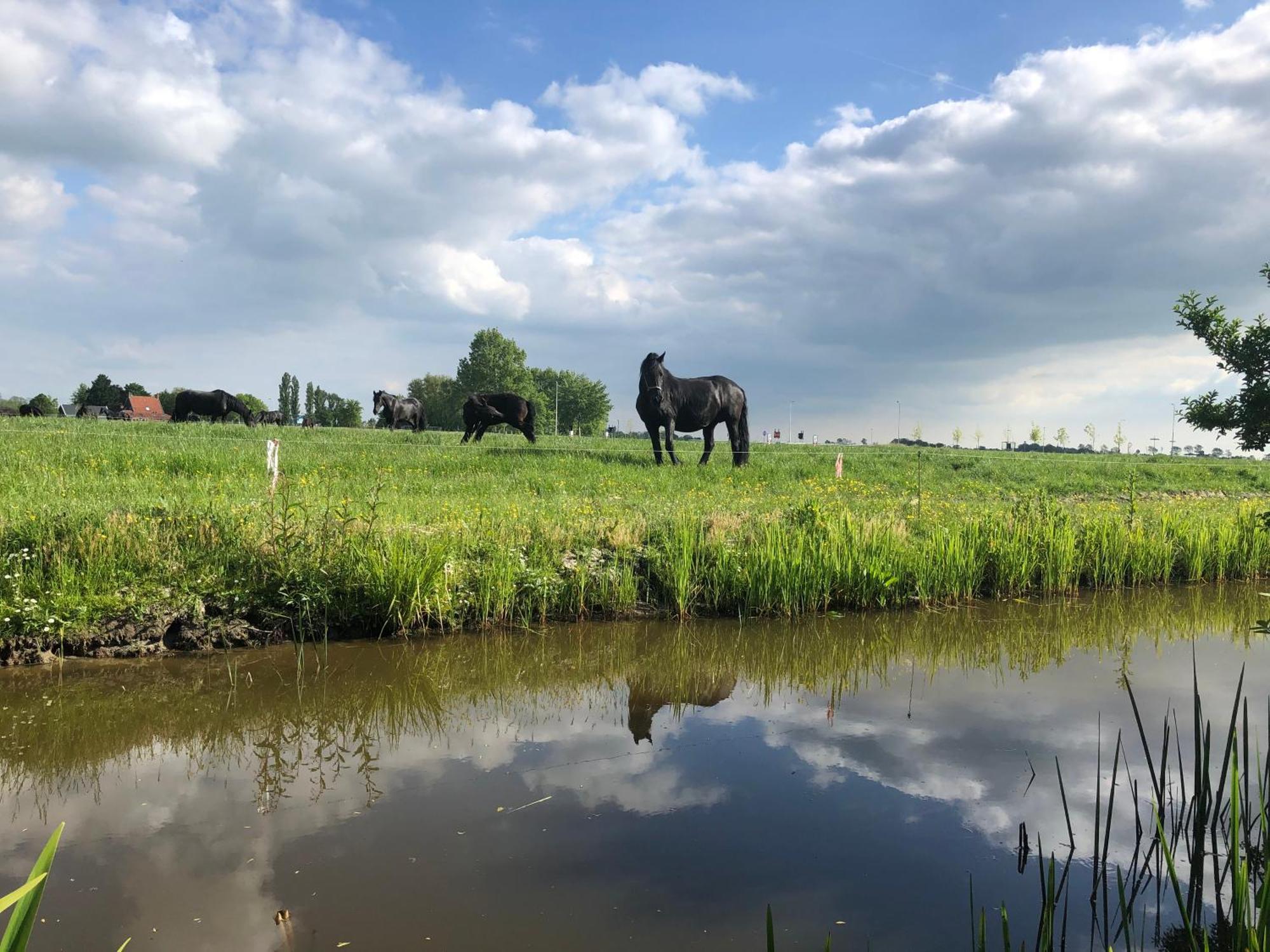 Vakantiehuis In Friesland Voor De Hele Familie Huns Экстерьер фото